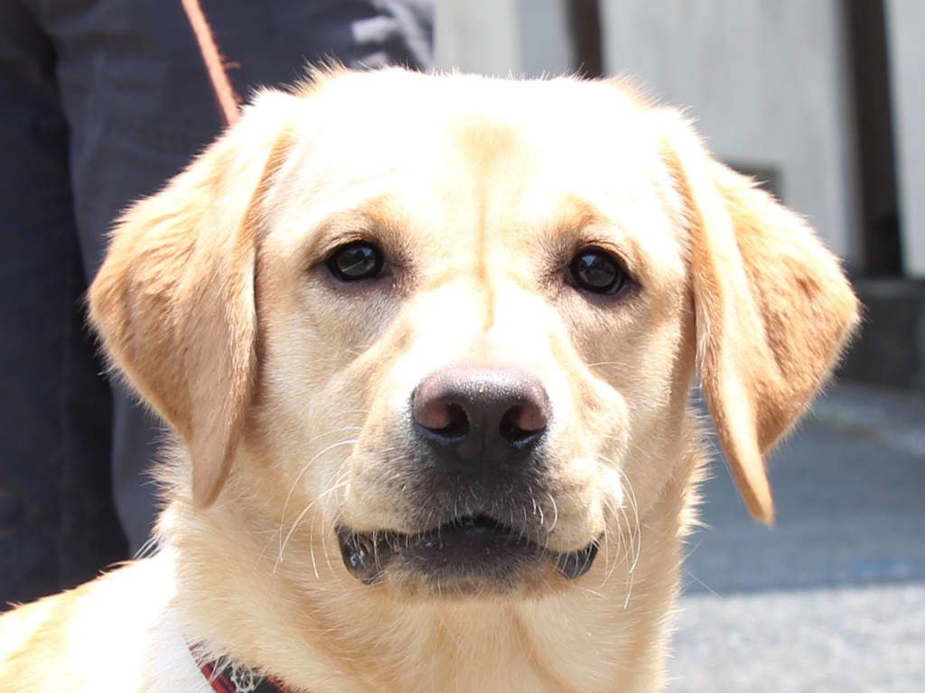 ラブラドールレトリーバー子犬販売、メス、イエロー、2024年06月05日産まれ、神奈川県横浜市ブリーダー、ID20250406001。お顔
