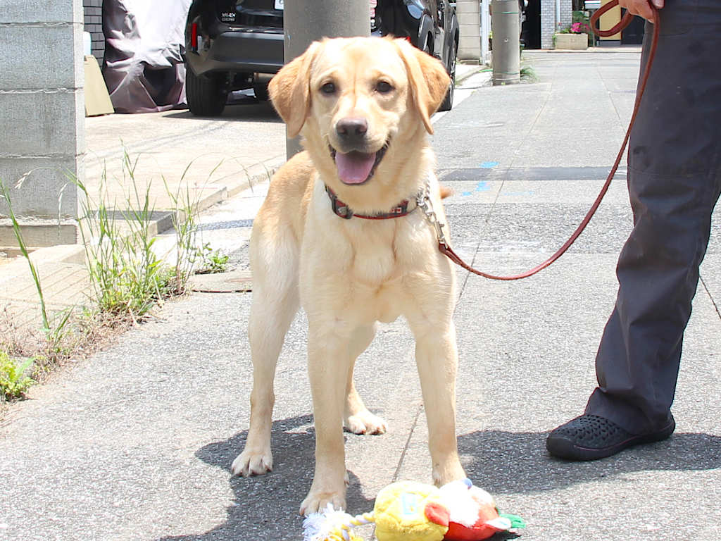 ラブラドールレトリーバー子犬販売、メス、イエロー、2024年06月05日産まれ、神奈川県横浜市ブリーダー、ID20250406001。立ち姿、正面。