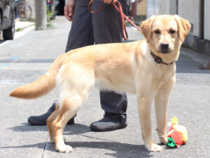 ラブラドールレトリーバー子犬販売、メス、イエロー、2024年06月05日産まれ、神奈川県横浜市ブリーダー、ID20250406001。立ち姿、右側面。