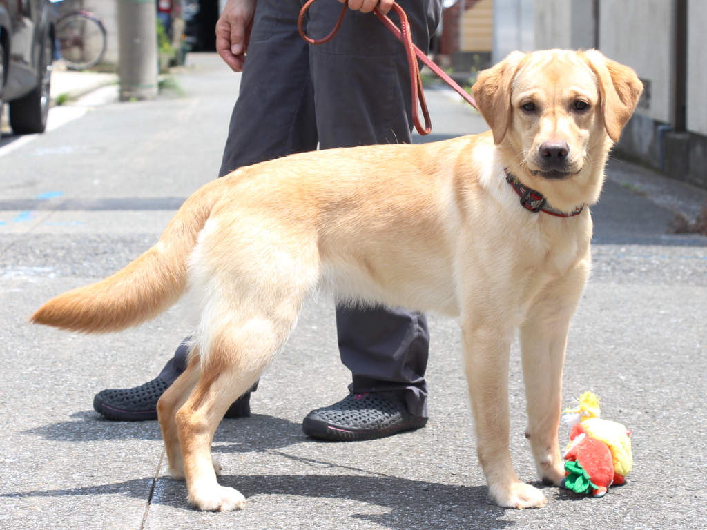 ラブラドールレトリーバー子犬販売、メス、イエロー、2024年06月05日産まれ、神奈川県横浜市ブリーダー、ID20250406001。立ち姿、右側面。