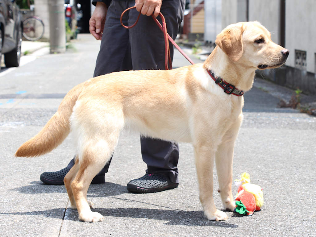 ラブラドールレトリーバー子犬販売、メス、イエロー、2024年06月05日産まれ、神奈川県横浜市ブリーダー、ID20250406001。立ち姿、右側面。