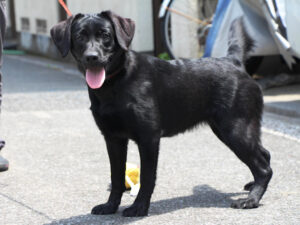 ラブラドールレトリーバー子犬販売、メス、ブラック、2024年06月05日産まれ、神奈川県横浜市ブリーダー、ID20250406002。立ち姿、左側面。