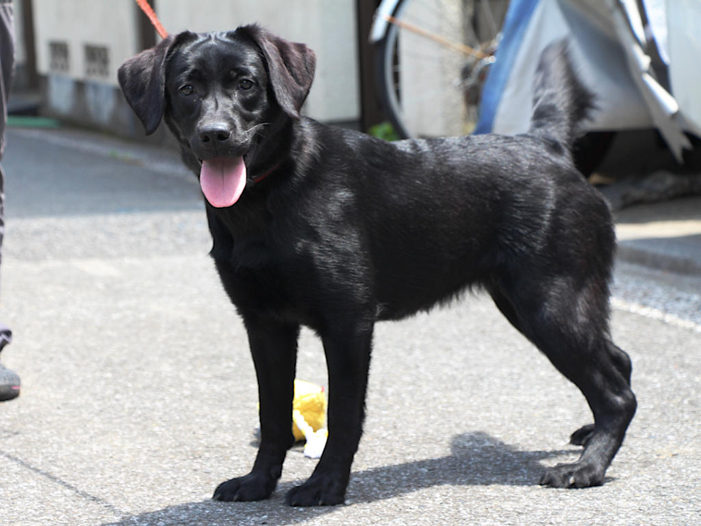 ラブラドールレトリーバー子犬販売、メス、ブラック、2024年06月05日産まれ、神奈川県横浜市ブリーダー、ID20250406002。立ち姿、左側面。