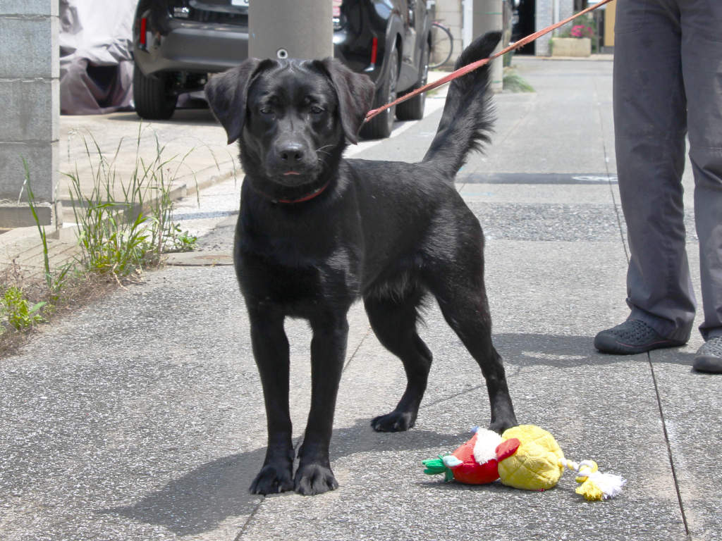 ラブラドールレトリーバー子犬販売、メス、ブラック、2024年06月05日産まれ、神奈川県横浜市ブリーダー、ID20250406002。立ち姿。