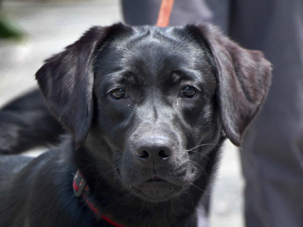 ラブラドールレトリーバー子犬販売、メス、ブラック、2024年06月05日産まれ、神奈川県横浜市ブリーダー、ID20250406002。お顔