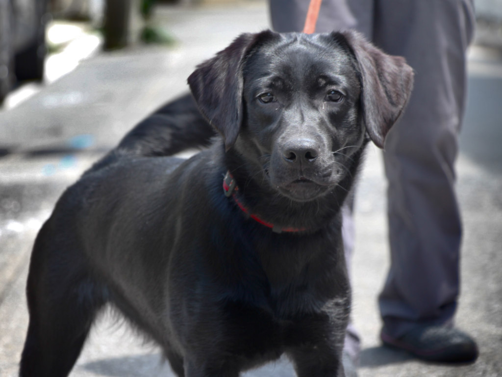 ラブラドールレトリーバー子犬販売、メス、ブラック、2024年06月05日産まれ、神奈川県横浜市ブリーダー、ID20250406002。お顔3