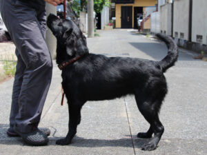 ラブラドールレトリーバー子犬販売、メス、ブラック、2024年06月05日産まれ、神奈川県横浜市ブリーダー、ID20250406002。立ち姿、左側面2。