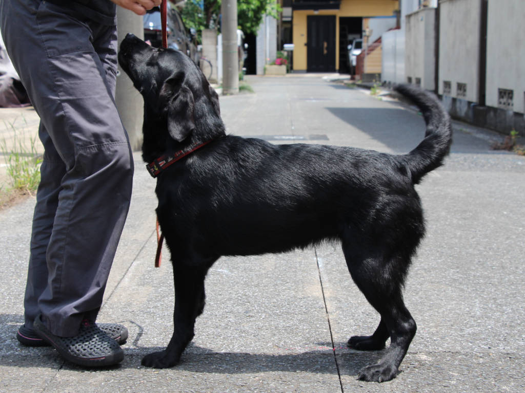 ラブラドールレトリーバー子犬販売、メス、ブラック、2024年06月05日産まれ、神奈川県横浜市ブリーダー、ID20250406002。立ち姿、左側面2。