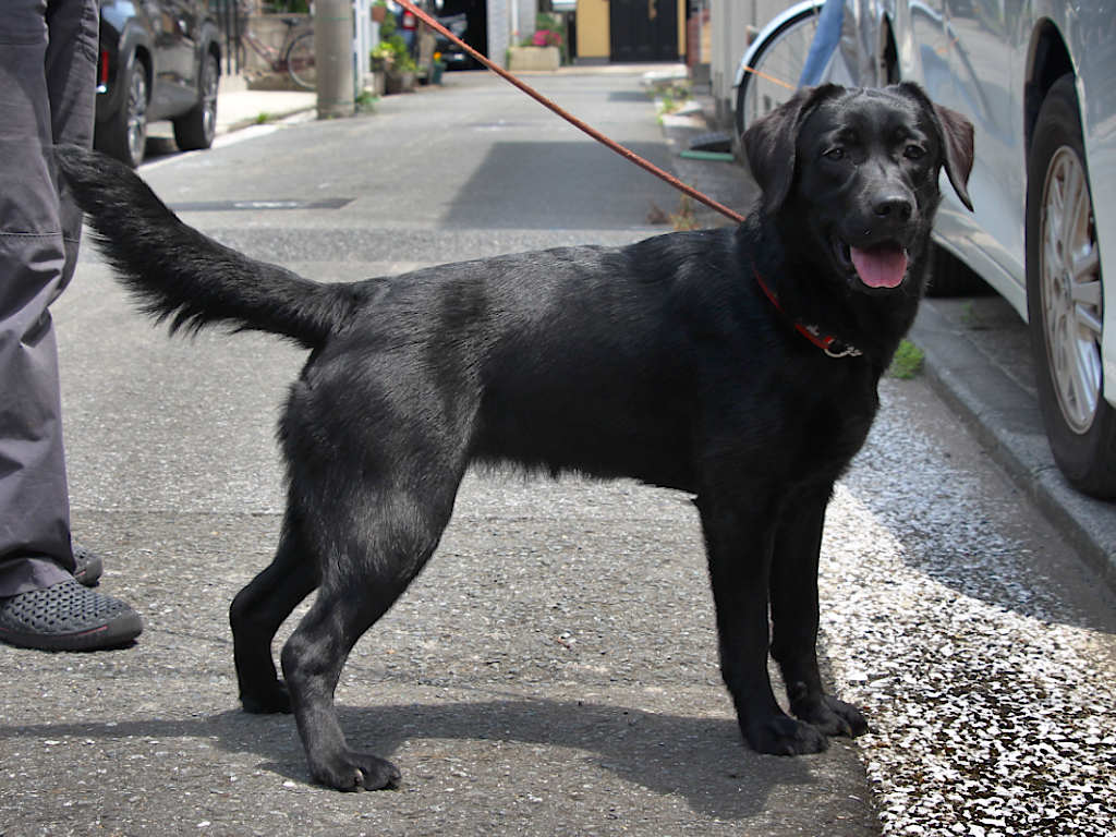 ラブラドールレトリーバー子犬販売、メス、ブラック、2024年06月05日産まれ、神奈川県横浜市ブリーダー、ID20250406002。立ち姿、右側面。