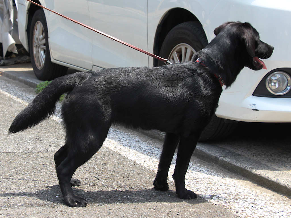ラブラドールレトリーバー子犬販売、メス、ブラック、2024年06月05日産まれ、神奈川県横浜市ブリーダー、ID20250406002。立ち姿、右側面2。