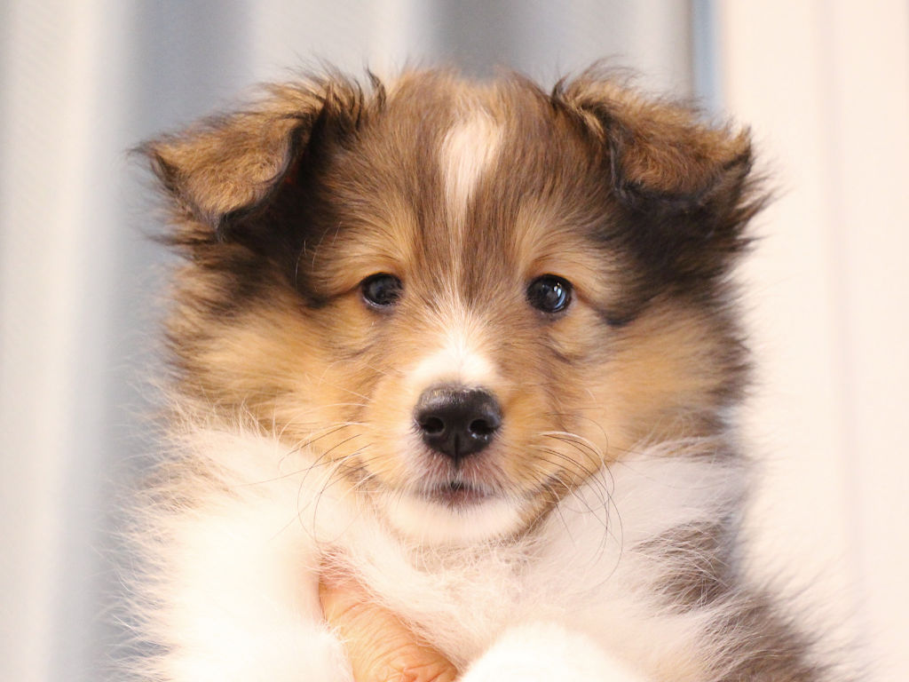 シェットランドシープドッグ（シェルティー）子犬販売、2025年03月21日産まれ、オス、セーブル＆ホワイト、JKC.CH.直子。両親遺伝子検査済。ID20250321002。2025年05月21日撮影。お顔。