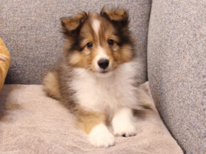 シェットランドシープドッグ（シェルティー）子犬販売、2025年03月21日産まれ、オス、セーブル＆ホワイト、JKC.CH.直子。両親遺伝子検査済。ID20250321002。2025年05月21日撮影。正面（フセ）3。
