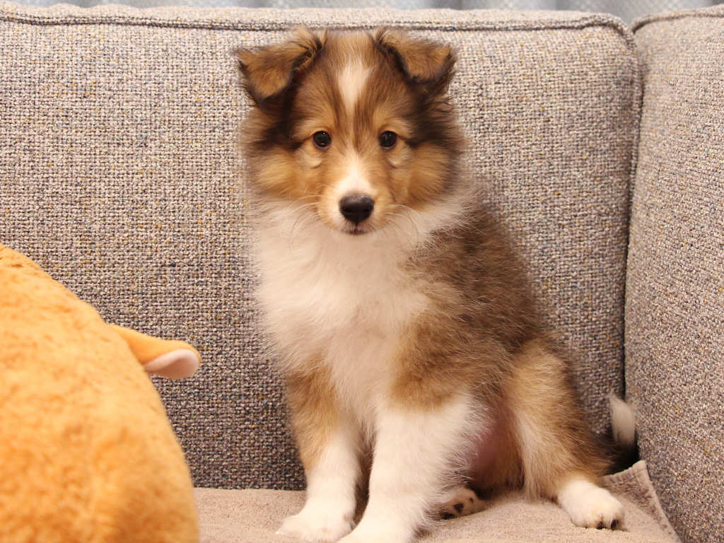 シェットランドシープドッグ（シェルティー）子犬販売、2025年03月21日産まれ、オス、セーブル＆ホワイト、JKC.CH.直子。両親遺伝子検査済。ID20250321002。2025年05月21日撮影。正面（おすわり）2。