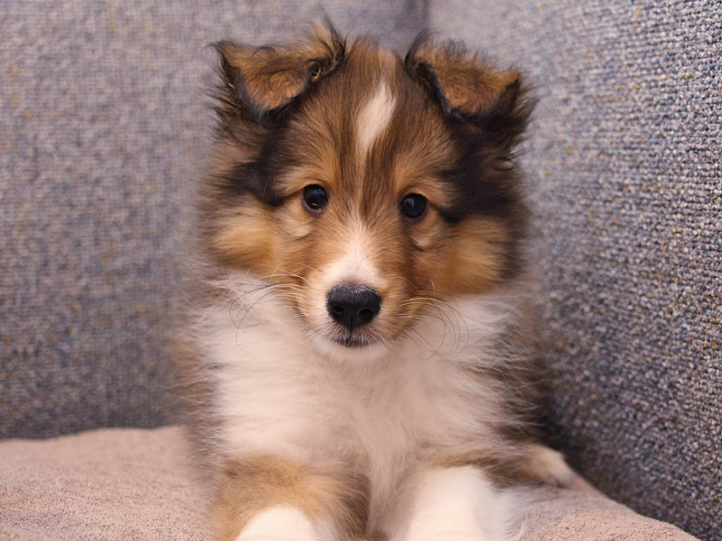 シェットランドシープドッグ（シェルティー）子犬販売、2025年03月21日産まれ、オス、セーブル＆ホワイト、JKC.CH.直子。両親遺伝子検査済。ID20250321002。2025年05月21日撮影。正面（フセ）。