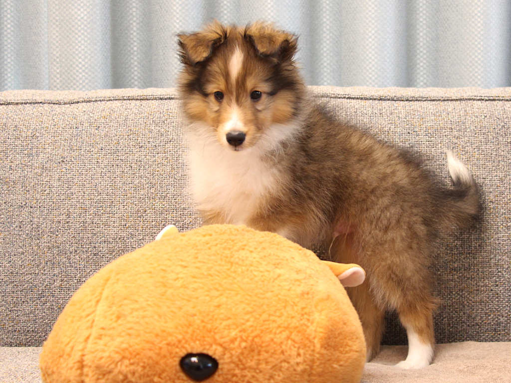 シェットランドシープドッグ（シェルティー）子犬販売、2025年03月21日産まれ、オス、セーブル＆ホワイト、JKC.CH.直子。両親遺伝子検査済。ID20250321002。2025年05月21日撮影。遊び。