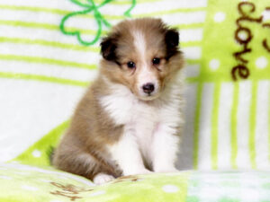 シェットランドシープドッグ（シェルティー）子犬販売、セーブル＆ホワイト、女の子（メス）、2025年05月12日産まれ、神奈川県ブリーダー、ID20250616005。おすわり3