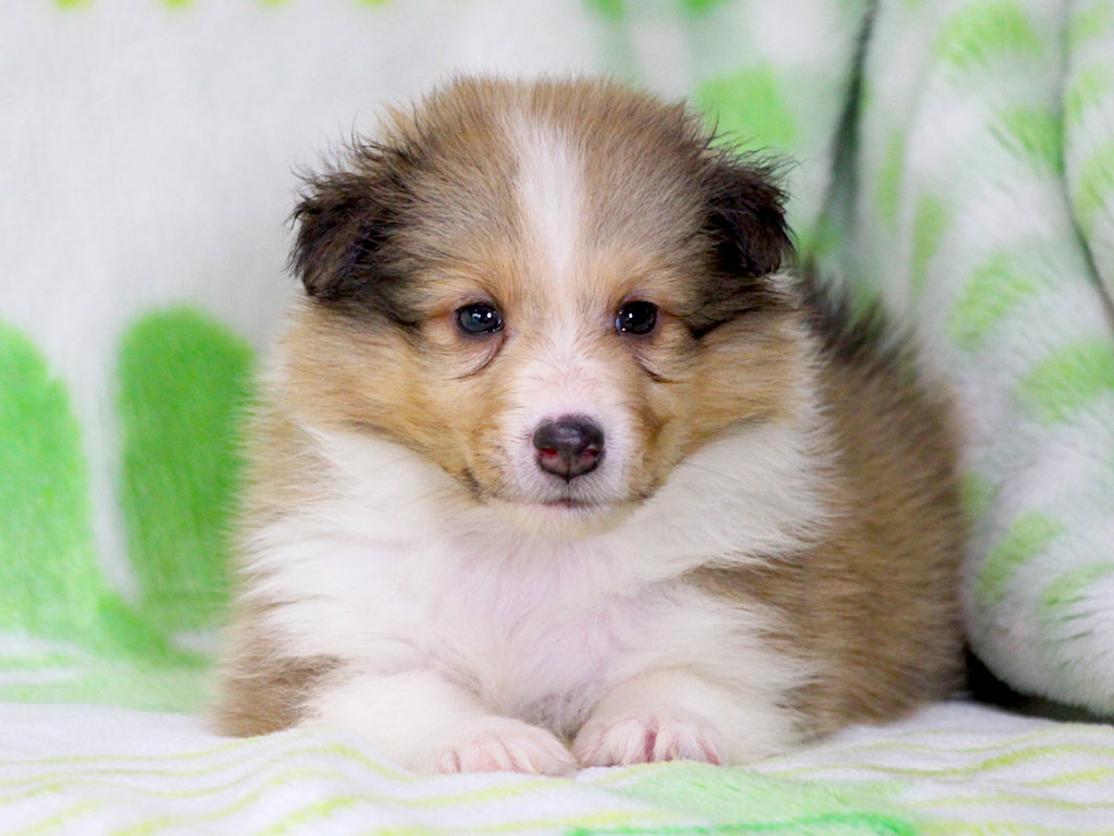 【子犬販売情報】シェットランドシープドッグ（シェルティー）、ID20250616005
