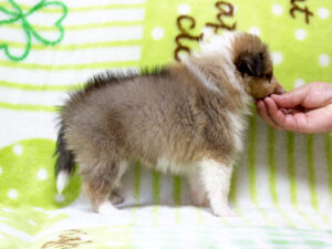 シェットランドシープドッグ（シェルティー）子犬販売、セーブル＆ホワイト、女の子（メス）、2025年05月12日産まれ、神奈川県ブリーダー、ID20250616005。右側面