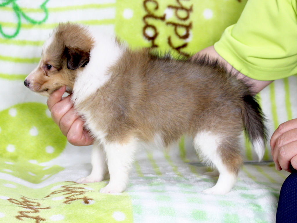 シェットランドシープドッグ（シェルティー）子犬販売、セーブル＆ホワイト、女の子（メス）、2025年05月12日産まれ、神奈川県ブリーダー、ID20250616005。左側面