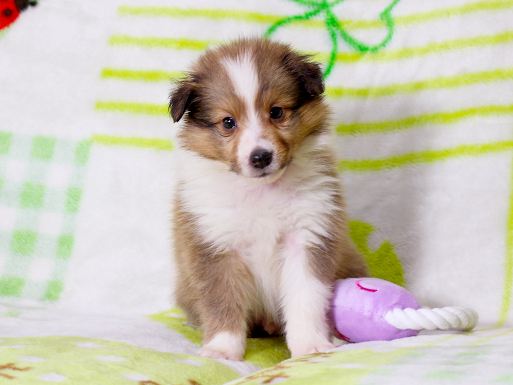 シェットランドシープドッグ（シェルティー）子犬販売、セーブル＆ホワイト、男の子（オス）、2025年05月12日産まれ、神奈川県ブリーダー、ID20250616001。おすわり3