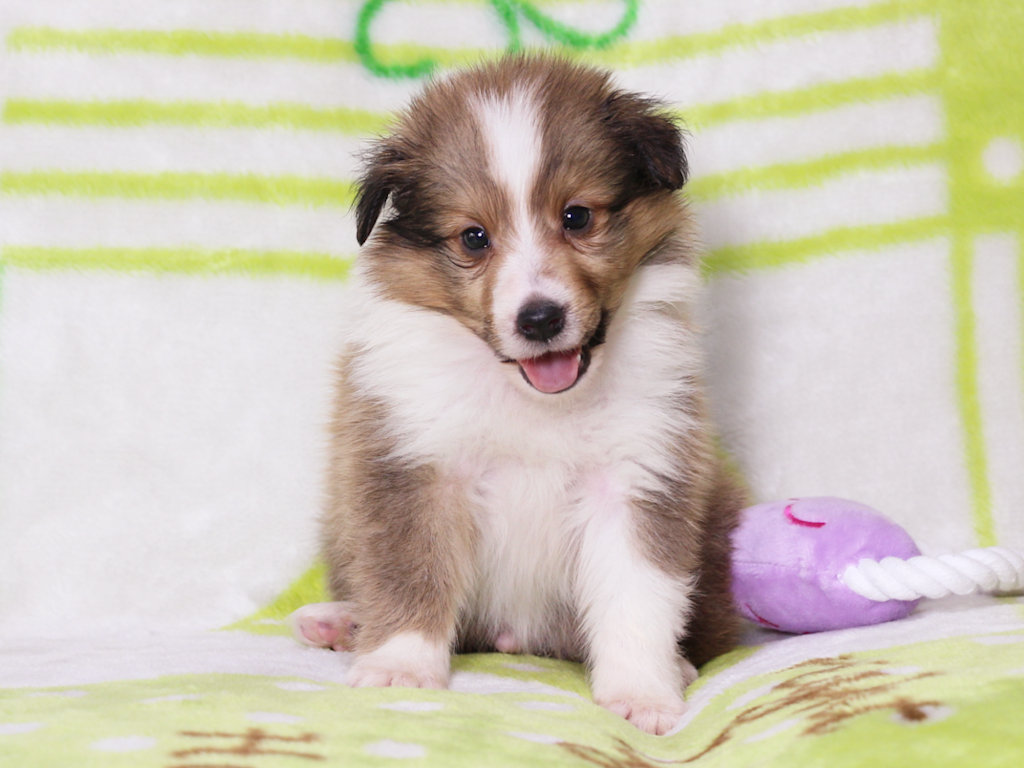 シェットランドシープドッグ（シェルティー）子犬販売、セーブル＆ホワイト、男の子（オス）、2025年05月12日産まれ、神奈川県ブリーダー、ID20250616001。おすわり2