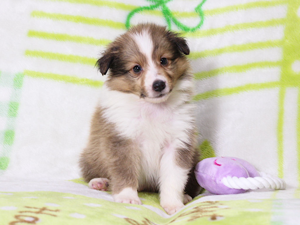 シェットランドシープドッグ（シェルティー）子犬販売、セーブル＆ホワイト、男の子（オス）、2025年05月12日産まれ、神奈川県ブリーダー、ID20250616001。おすわり1