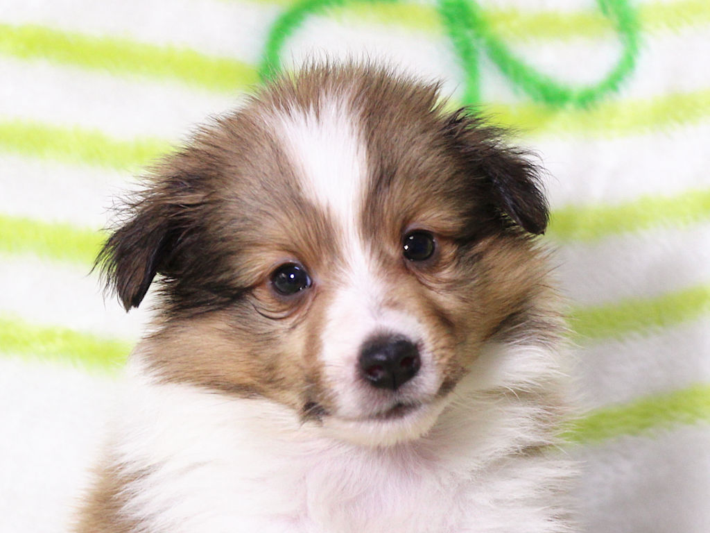 【子犬販売情報】シェットランドシープドッグ（シェルティー）、ID20250616001