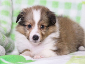 シェットランドシープドッグ（シェルティー）子犬販売、セーブル＆ホワイト、男の子（オス）、2025年05月12日産まれ、神奈川県ブリーダー、ID20250616001。ふせ2