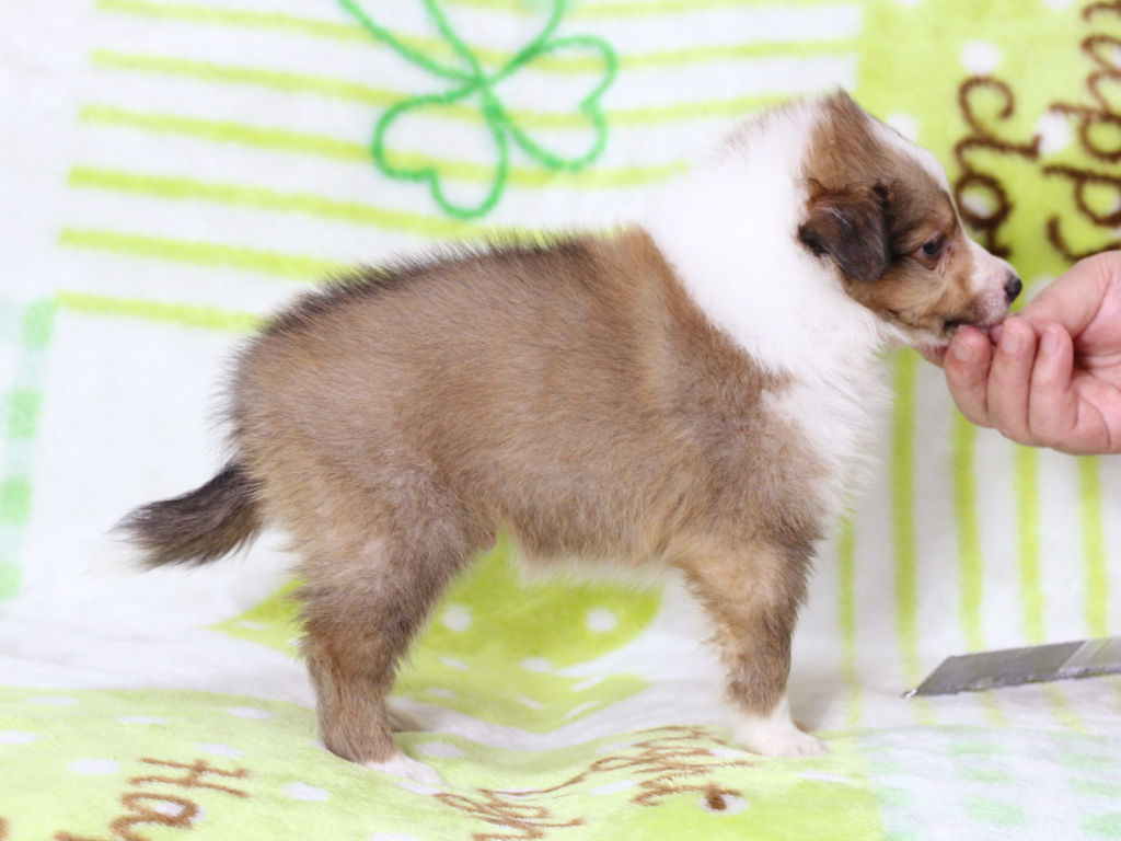 シェットランドシープドッグ（シェルティー）子犬販売、セーブル＆ホワイト、男の子（オス）、2025年05月12日産まれ、神奈川県ブリーダー、ID20250616001。右側面