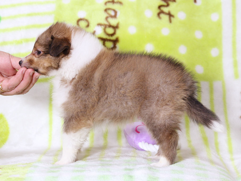シェットランドシープドッグ（シェルティー）子犬販売、セーブル＆ホワイト、男の子（オス）、2025年05月12日産まれ、神奈川県ブリーダー、ID20250616001。左側面