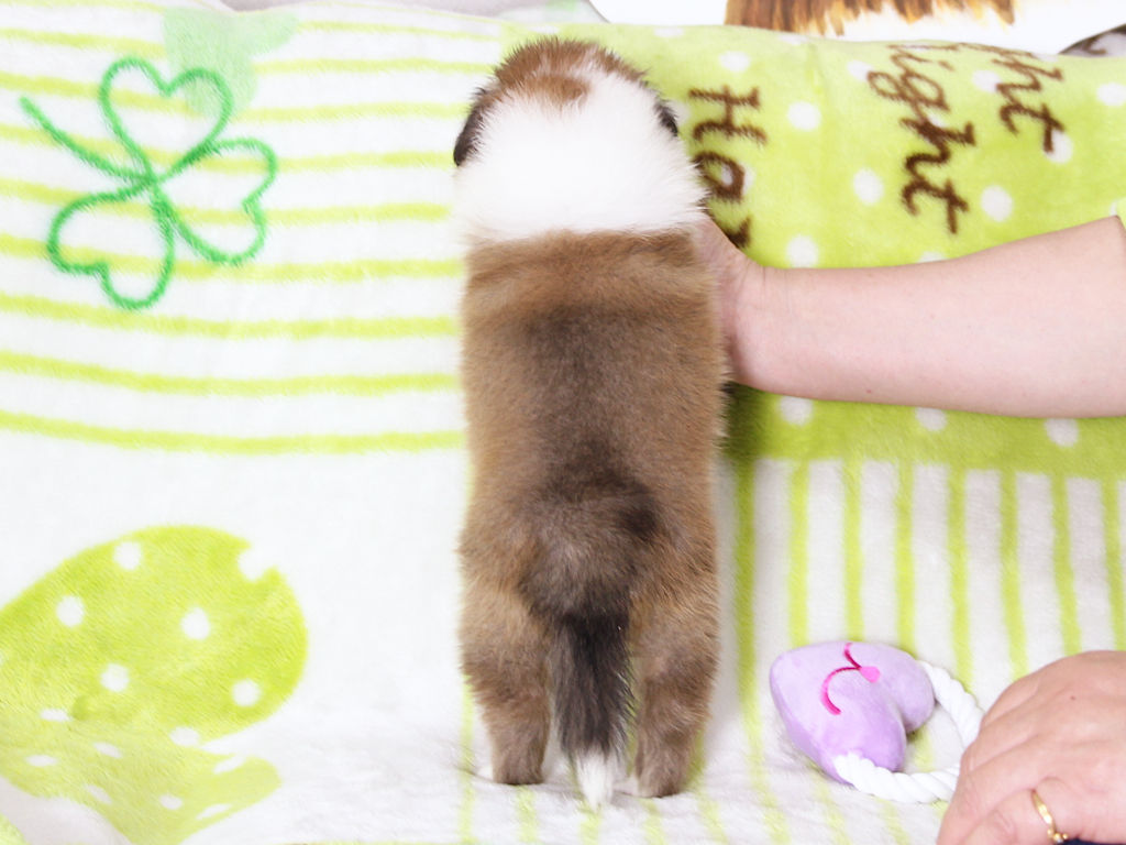 シェットランドシープドッグ（シェルティー）子犬販売、セーブル＆ホワイト、男の子（オス）、2025年05月12日産まれ、神奈川県ブリーダー、ID20250616001。背中