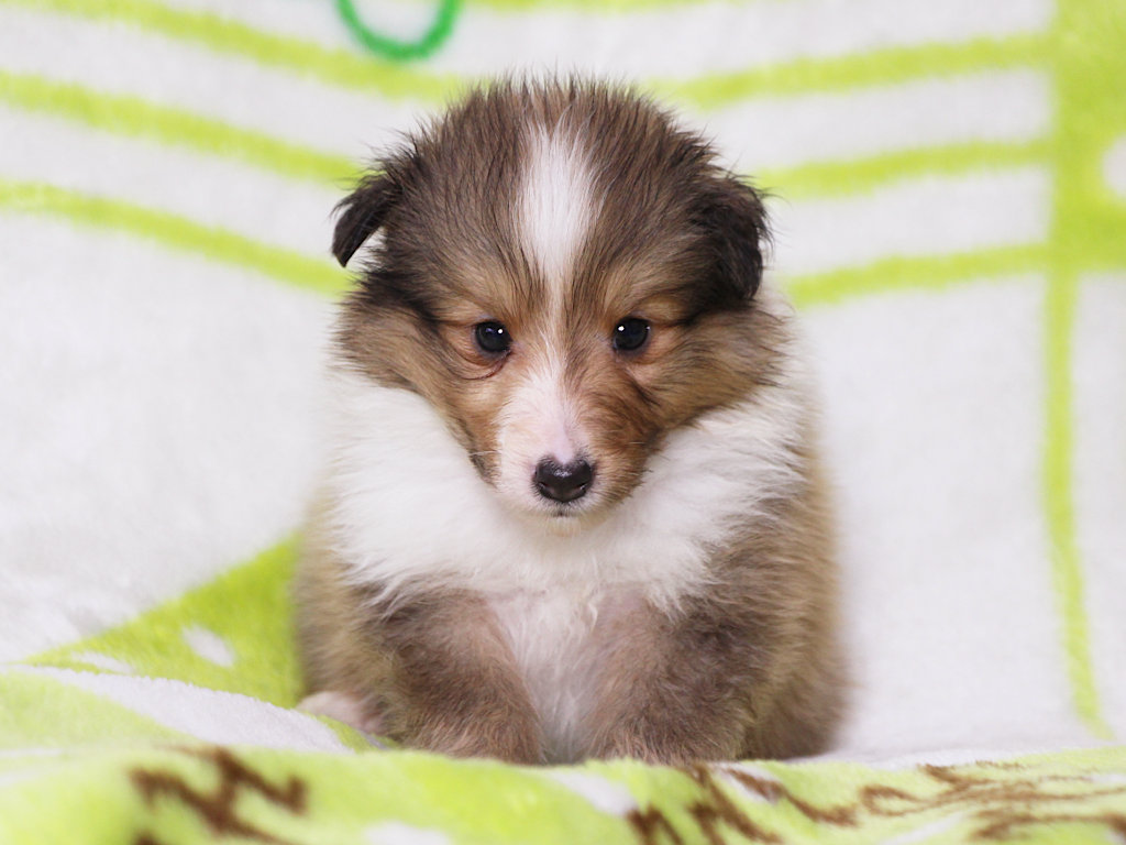 シェットランドシープドッグ（シェルティー）子犬販売、セーブル＆ホワイト、男の子（オス）、2025年05月12日産まれ、神奈川県ブリーダー、ID20250616002。おすわり2