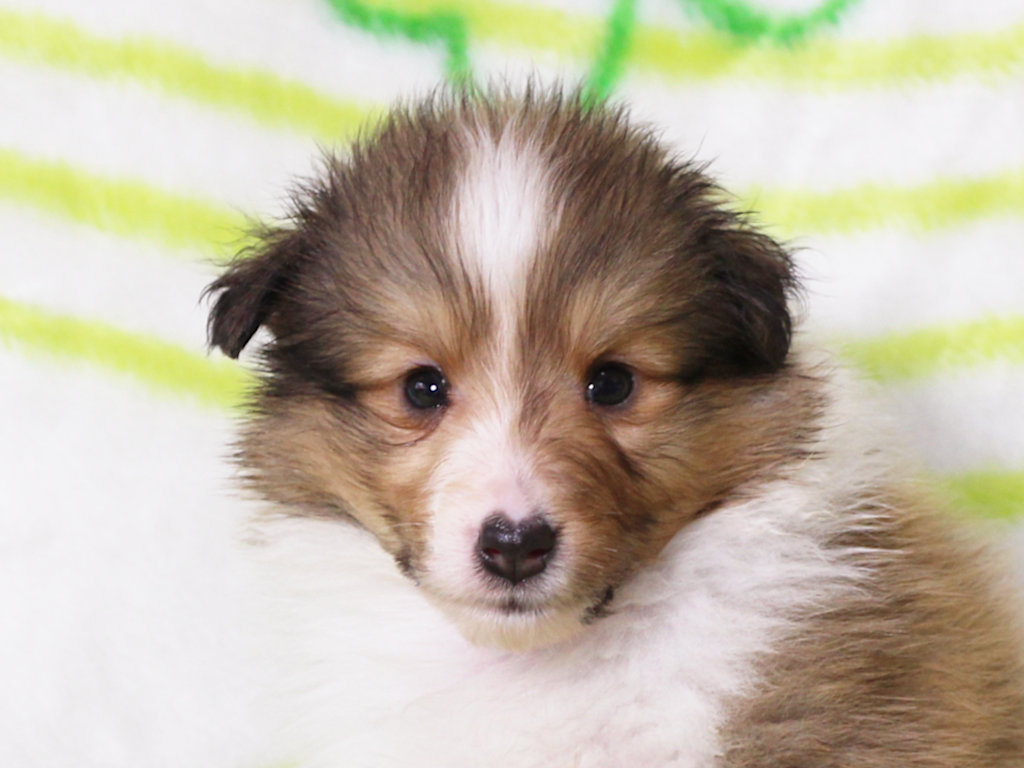 【子犬販売情報】シェットランドシープドッグ（シェルティー）、ID20250616002
