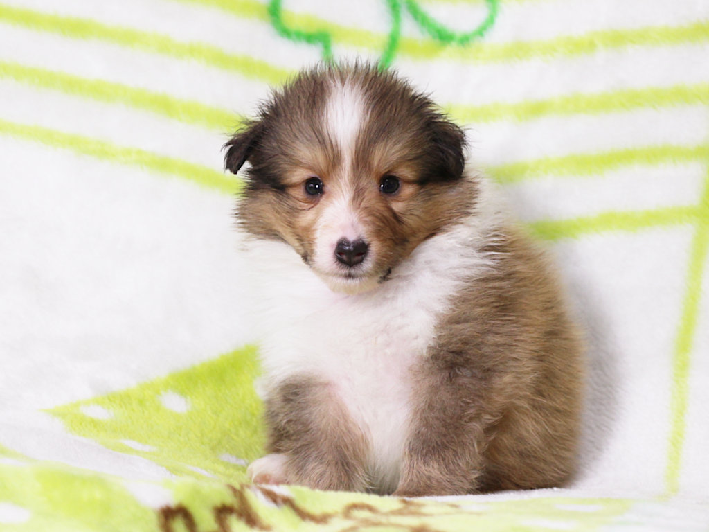 シェットランドシープドッグ（シェルティー）子犬販売、セーブル＆ホワイト、男の子（オス）、2025年05月12日産まれ、神奈川県ブリーダー、ID20250616002。おすわり1