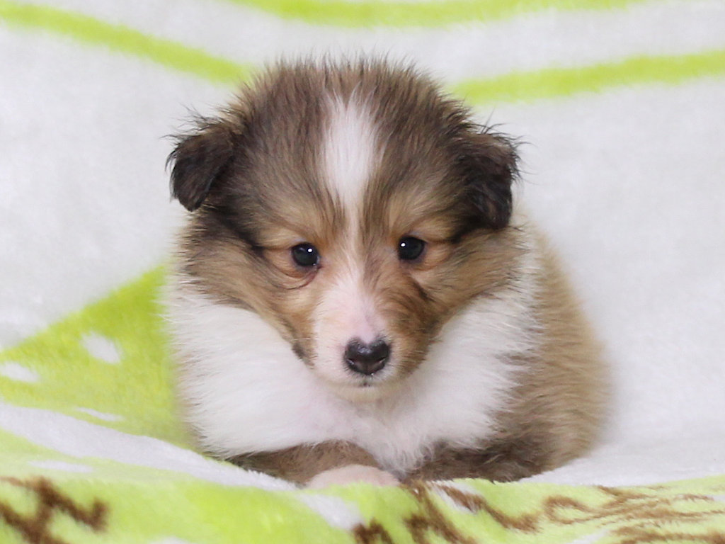 シェットランドシープドッグ（シェルティー）子犬販売、セーブル＆ホワイト、男の子（オス）、2025年05月12日産まれ、神奈川県ブリーダー、ID20250616002。ふせ1