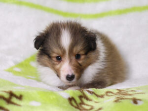 シェットランドシープドッグ（シェルティー）子犬販売、セーブル＆ホワイト、男の子（オス）、2025年05月12日産まれ、神奈川県ブリーダー、ID20250616002。ふせ3