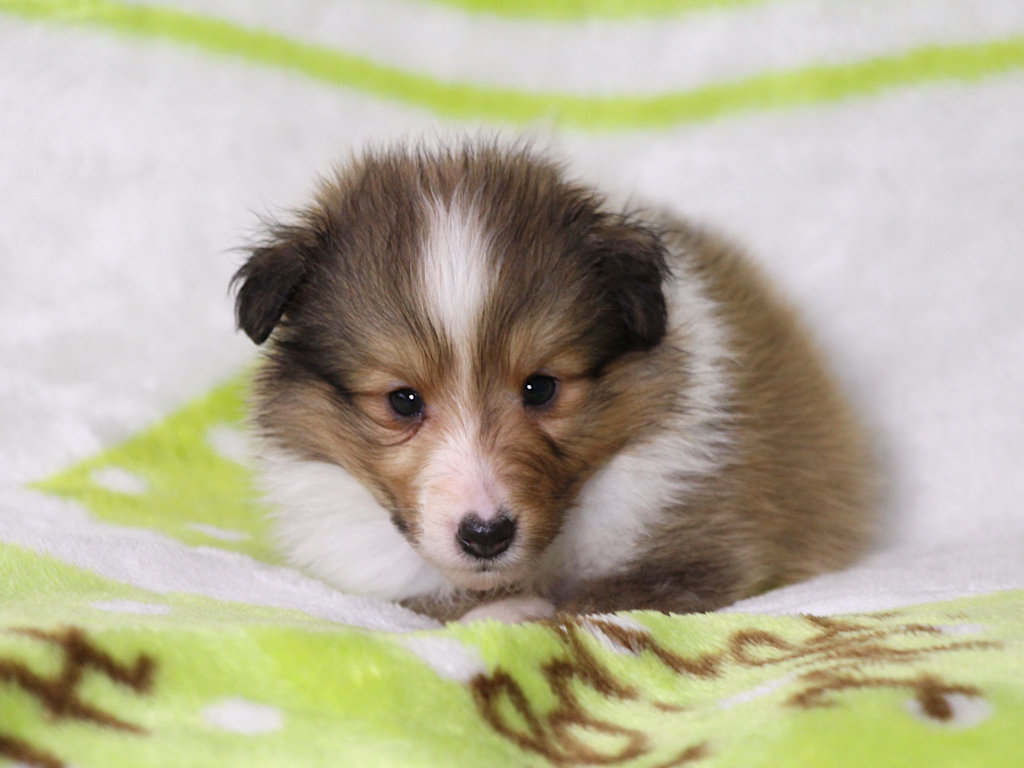 シェットランドシープドッグ（シェルティー）子犬販売、セーブル＆ホワイト、男の子（オス）、2025年05月12日産まれ、神奈川県ブリーダー、ID20250616002。ふせ3