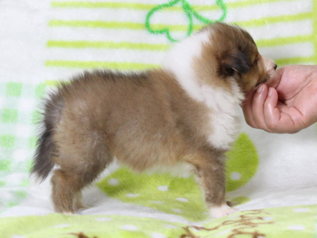 シェットランドシープドッグ（シェルティー）子犬販売、セーブル＆ホワイト、男の子（オス）、2025年05月12日産まれ、神奈川県ブリーダー、ID20250616002。右側面