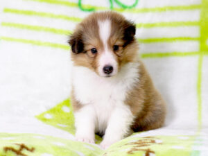 シェットランドシープドッグ（シェルティー）子犬販売、セーブル＆ホワイト、男の子（オス）、2025年05月12日産まれ、神奈川県ブリーダー、ID20250616003。おすわり2