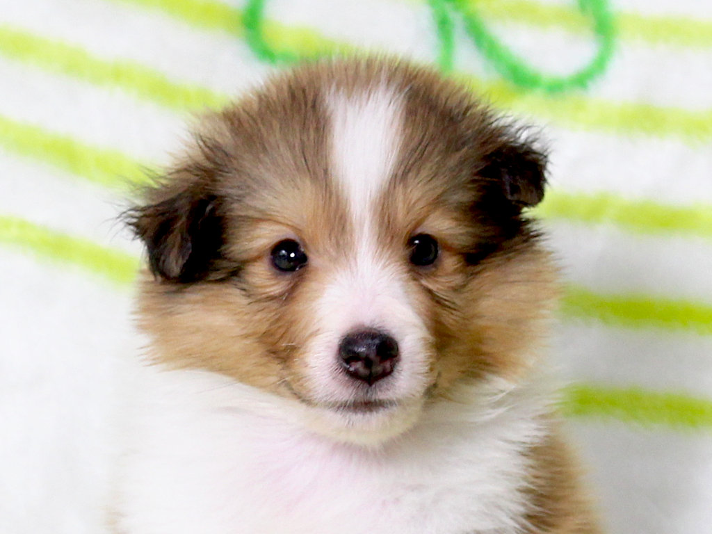 【子犬販売情報】シェットランドシープドッグ（シェルティー）、ID20250616003