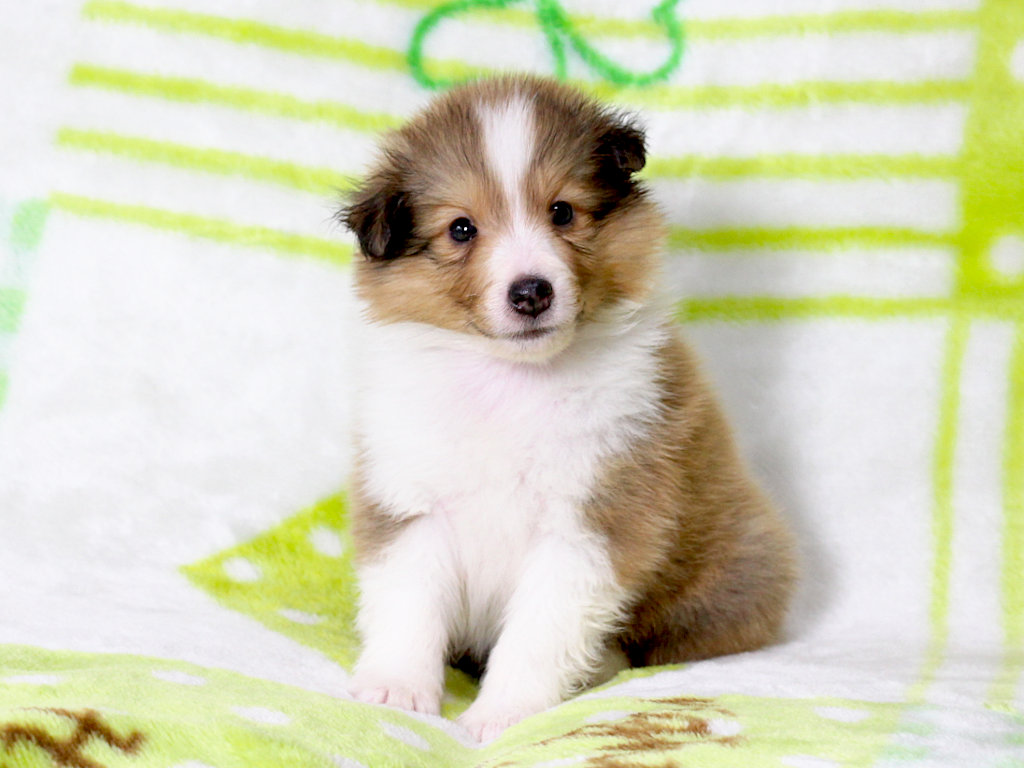 シェットランドシープドッグ（シェルティー）子犬販売、セーブル＆ホワイト、男の子（オス）、2025年05月12日産まれ、神奈川県ブリーダー、ID20250616003。おすわり1