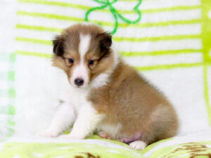 シェットランドシープドッグ（シェルティー）子犬販売、セーブル＆ホワイト、男の子（オス）、2025年05月12日産まれ、神奈川県ブリーダー、ID20250616003。おすわり（横）1