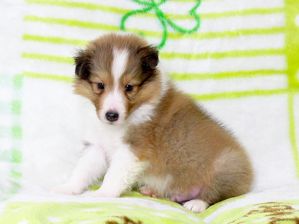 シェットランドシープドッグ（シェルティー）子犬販売、セーブル＆ホワイト、男の子（オス）、2025年05月12日産まれ、神奈川県ブリーダー、ID20250616003。おすわり（横）1