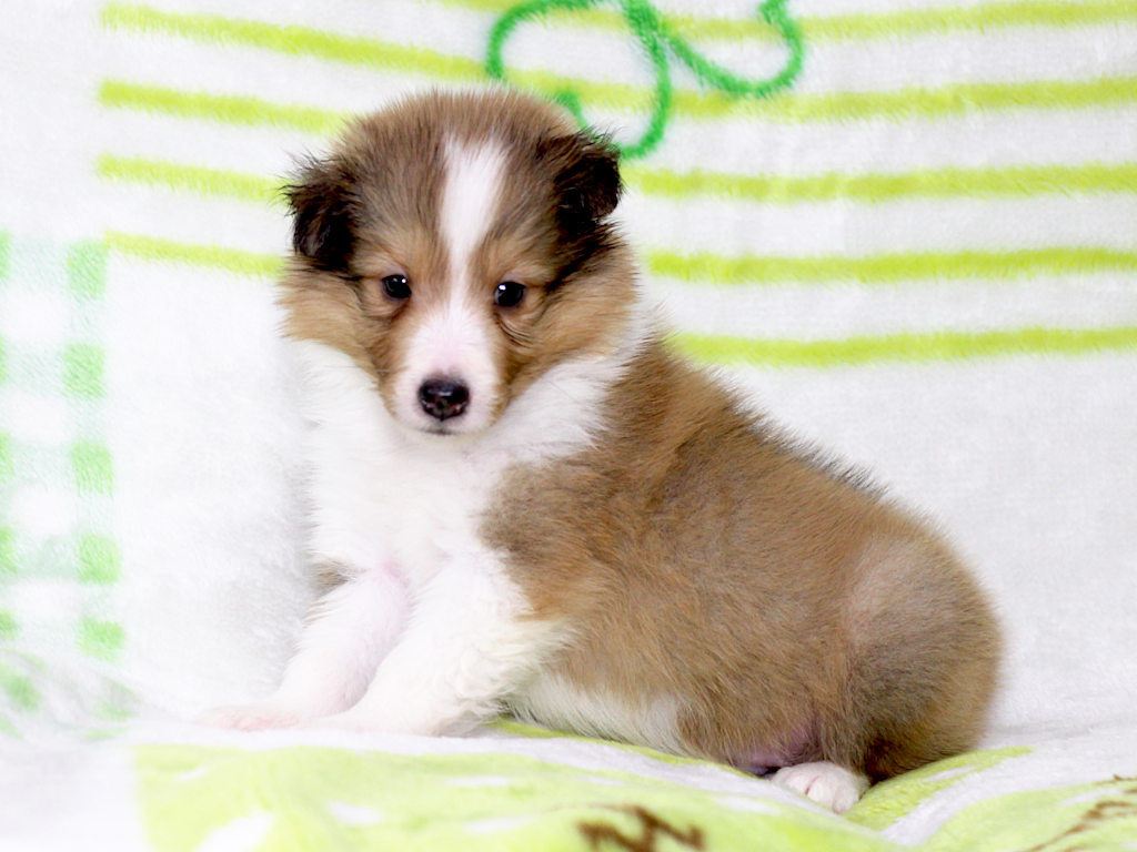 シェットランドシープドッグ（シェルティー）子犬販売、セーブル＆ホワイト、男の子（オス）、2025年05月12日産まれ、神奈川県ブリーダー、ID20250616003。おすわり（横）2