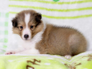 シェットランドシープドッグ（シェルティー）子犬販売、セーブル＆ホワイト、男の子（オス）、2025年05月12日産まれ、神奈川県ブリーダー、ID20250616003。ふせ