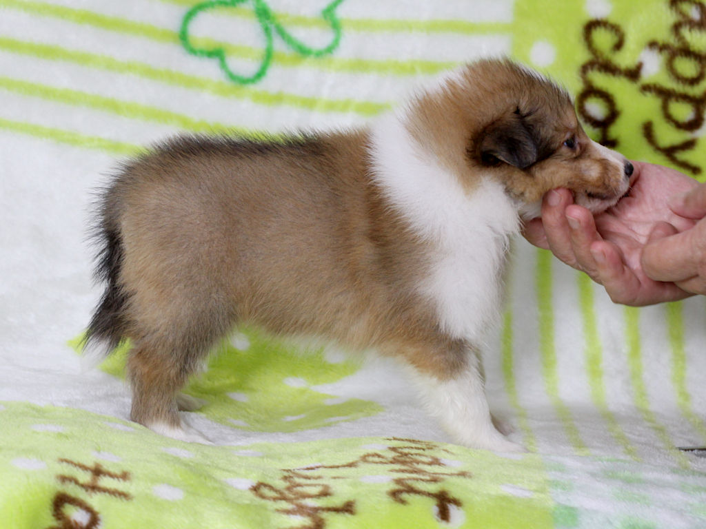 シェットランドシープドッグ（シェルティー）子犬販売、セーブル＆ホワイト、男の子（オス）、2025年05月12日産まれ、神奈川県ブリーダー、ID20250616003。右側面