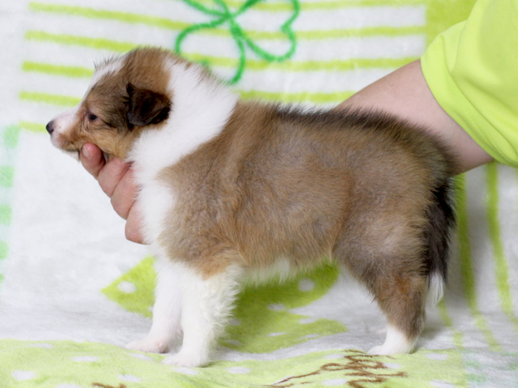 シェットランドシープドッグ（シェルティー）子犬販売、セーブル＆ホワイト、男の子（オス）、2025年05月12日産まれ、神奈川県ブリーダー、ID20250616003。左側面