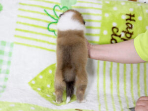 シェットランドシープドッグ（シェルティー）子犬販売、セーブル＆ホワイト、男の子（オス）、2025年05月12日産まれ、神奈川県ブリーダー、ID20250616003。背中
