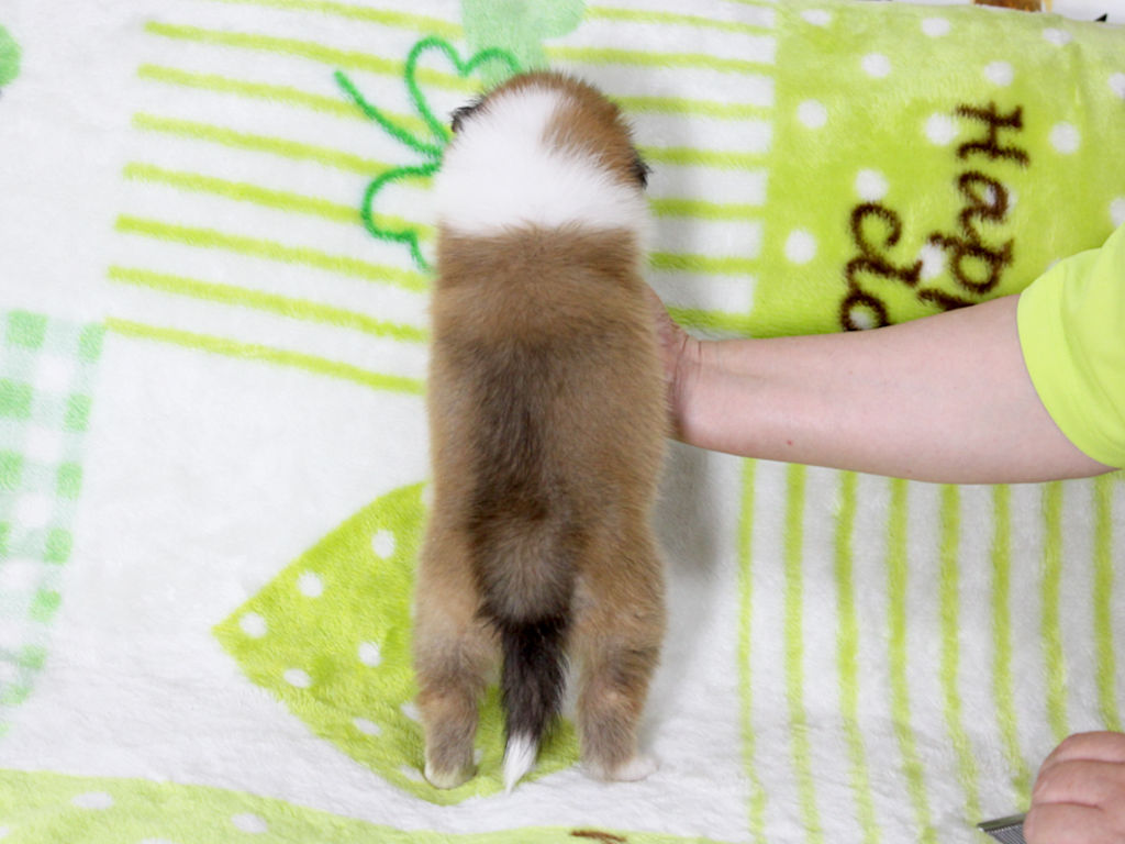 シェットランドシープドッグ（シェルティー）子犬販売、セーブル＆ホワイト、男の子（オス）、2025年05月12日産まれ、神奈川県ブリーダー、ID20250616003。背中