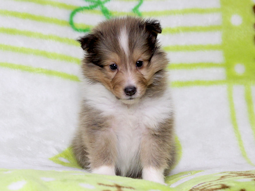 シェットランドシープドッグ（シェルティー）子犬販売、セーブル＆ホワイト、男の子（オス）、2025年05月12日産まれ、神奈川県ブリーダー、ID20250616004。おすわり1